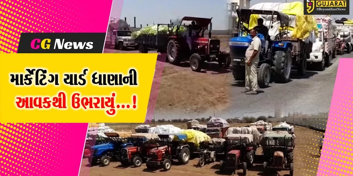 અમરેલી : માર્કેટિંગ યાર્ડમાં ધાણાની મબલખ આવક,ખેત જણસો વેચવા માટે વાહનોની લાગી લાંબી કતાર