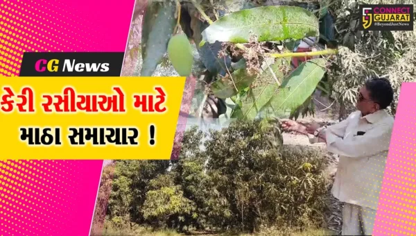 અંકલેશ્વર: ઉદ્યોગોના પ્રદુષણ અને ગરમીના કારણે આંબા પરનો મોર બળી ગયો, ઉત્પાદનમાં 70 ટકા ઘટાડાની શક્યતા