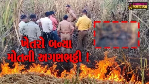 ભરૂચ: શેરડીના ખેતરો બન્યા મોતની અગનભઠ્ઠી, 7 દિવસમાં ખેતરમાંથી 3 માનવ કંકાલ-મૃતદેહ મળ્યા !