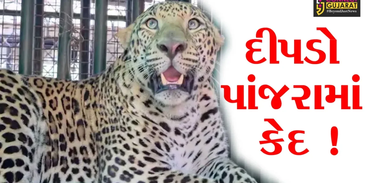 અંકલેશ્વર: ઉછાલી ગામની સીમમાંથી કદાવર દીપડો પાંજરે પુરાયો,ગ્રામજનોને હાશકારો