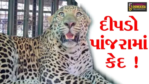 અંકલેશ્વર: ઉછાલી ગામની સીમમાંથી કદાવર દીપડો પાંજરે પુરાયો,ગ્રામજનોને હાશકારો