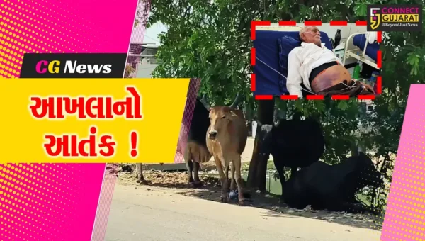 ભરૂચ: જંબુસરમાં વૃદ્ધ પર આખલાએ હુમલો કરતા શરીરે 6 ફ્રેક્ચર, સારવાર અર્થે ખસેડાયા
