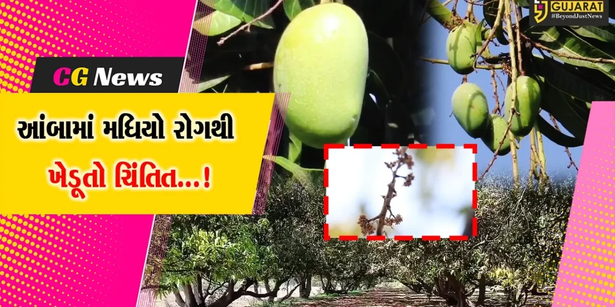 જૂનાગઢ : આંબામાં મધિયો રોગથી કેસર કેરીના ઉત્પાદનમાં ઘટાડો થવાની શક્યતા,ખેડૂતોમાં ચિંતા