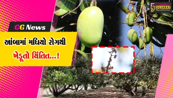 જૂનાગઢ : આંબામાં મધિયો રોગથી કેસર કેરીના ઉત્પાદનમાં ઘટાડો થવાની શક્યતા,ખેડૂતોમાં ચિંતા