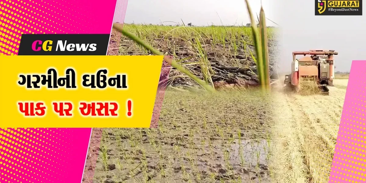 અંકલેશ્વર- હાંસોટ પંથકમાં ગરમીના કારણે ઘઉંના પાક પર વિપરીત અસર, ઉત્પાદનમાં ઘટાડો !