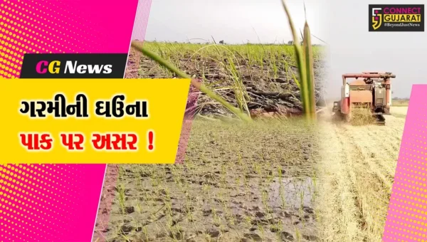 અંકલેશ્વર- હાંસોટ પંથકમાં ગરમીના કારણે ઘઉંના પાક પર વિપરીત અસર, ઉત્પાદનમાં ઘટાડો !