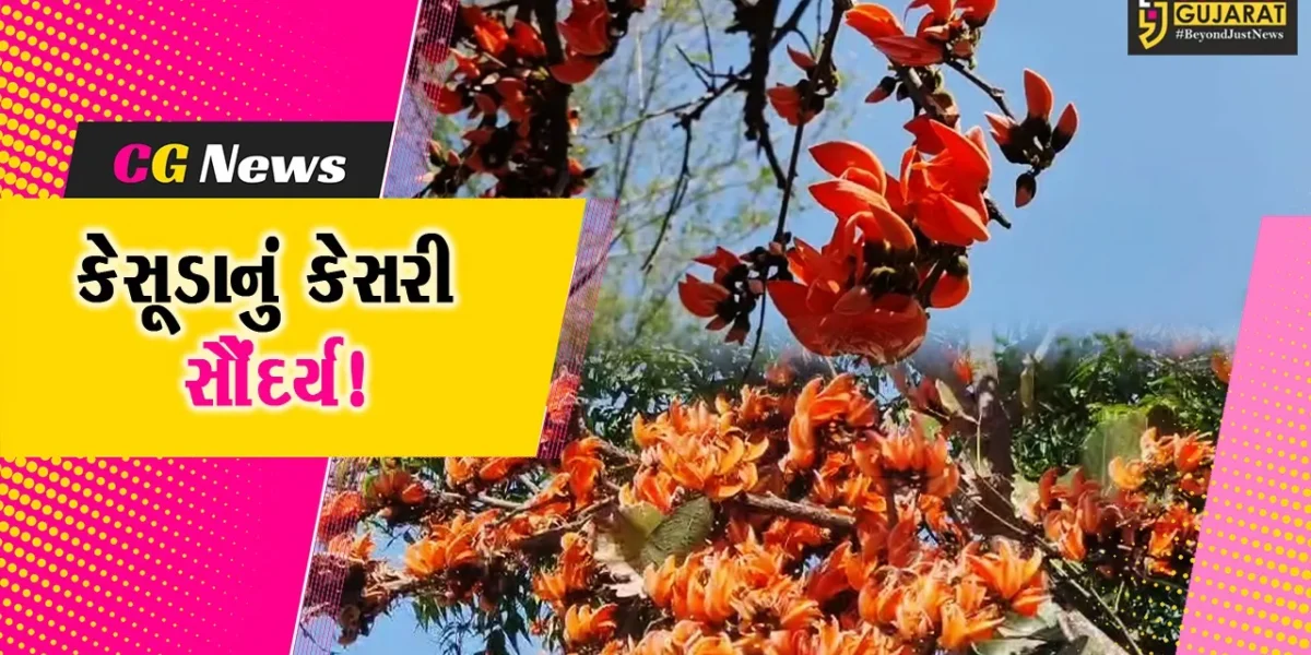 ભરૂચ: અંતરિયાળ વિસ્તારોમાં કેસૂડાના ફૂલના કારણે મનમોહક માધુર્ય રેલાયુ,જુઓ આકાશી દ્રશ્યો
