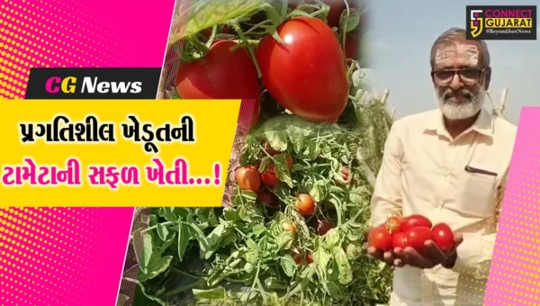 અમરેલી : પ્રગતિશીલ ખેડૂત ટામેટાની ખેતી કરીને અન્ય માટે બન્યા પ્રેરણારૂપ,આધુનિક અને ગાય આધારિત ખેતીથી મેળવી સફળતા