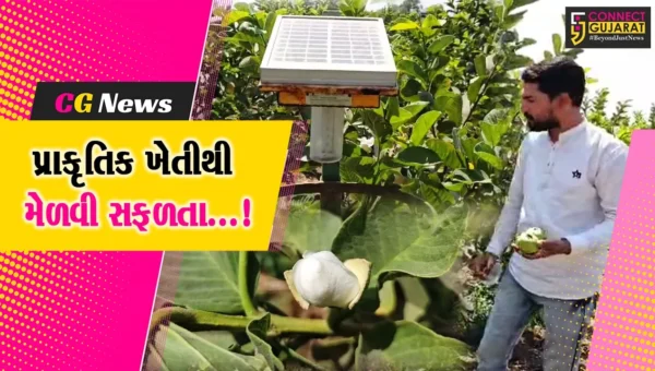 સાબરકાંઠા : કેસરગંજના ખેડૂતે પ્રાકૃતિક ખેતી થકી નવો ચીલો ચાતર્યો,ઓસ્ટ્રેલિયન રેડ ડાયમંડ જામફળની ખેતીમાં મેળવી સફળતા.