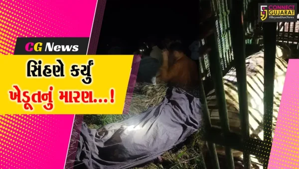 અમરેલી : ખેડૂતનું મારણ કરતી સિંહણ,માનવ મૃતદેહ છોડાવવા માટે વન વિભાગે જેસીબી,ટ્રેકટરનો કર્યો ઉપયોગ