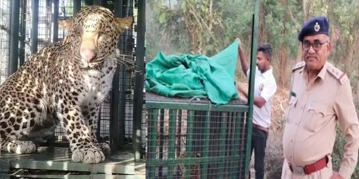 ભરૂચ: ઝનોર અને સિંધોત ગામેથી બે દીપડા પાંજરે પુરાયા, ગ્રામજનોએ અનુભવ્યો હાશકારો !