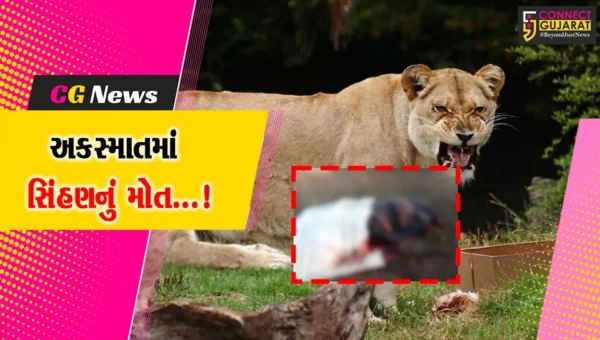 અમરેલી : ચક્કરગઢના પાટીયા પાસે સિંહણને કચડીને વાહન ચાલક ફરાર,વન વિભાગે શરૂ કરી તપાસ