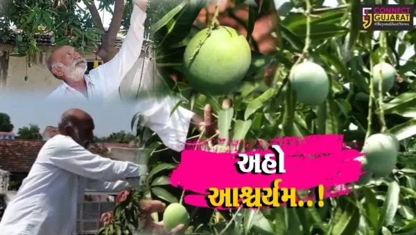 એક જ આંબાના વૃક્ષ પર આવી 14 પ્રકારની કેરી, અમરેલીના ખેડૂતે લોકોને અચંબિત કર્યા…