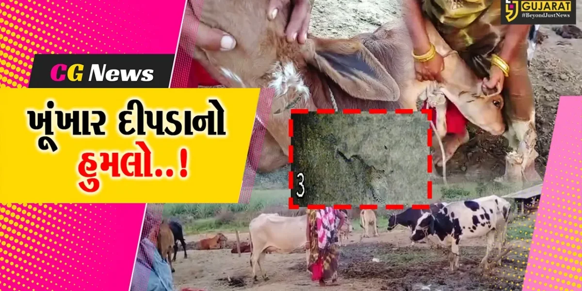 ભરૂચ : વાલિયા ગામે દીપડાના હુમલામાં વાછરડાનું મોત, વન વિભાગની કામગીરી સામે પશુ પાલકના ગંભીર આક્ષેપ..!