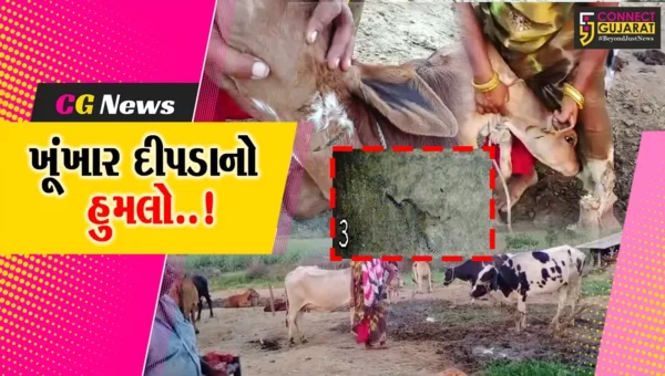 ભરૂચ : વાલિયા ગામે દીપડાના હુમલામાં વાછરડાનું મોત, વન વિભાગની કામગીરી સામે પશુ પાલકના ગંભીર આક્ષેપ..!