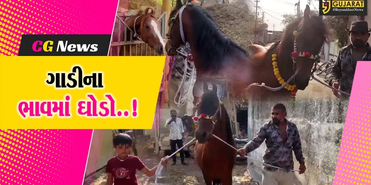 જુનાગઢ : મોંઘીદાટ કારના ભાવમાં બિહાર-પટનાના અશ્વપાલકે કરી કાઠીયાવાડી અશ્વની ખરીદી…
