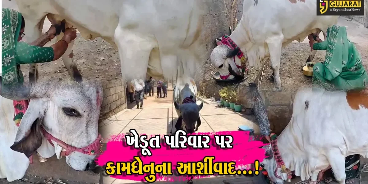 જુનાગઢ : ધંધુસરમાં કુદરતનો કરિશ્મા,પ્રજોત્પતિ વિના ચાર લીટર દૂધ આપતી કામધેનુએ સર્જ્યું કુતુહલ