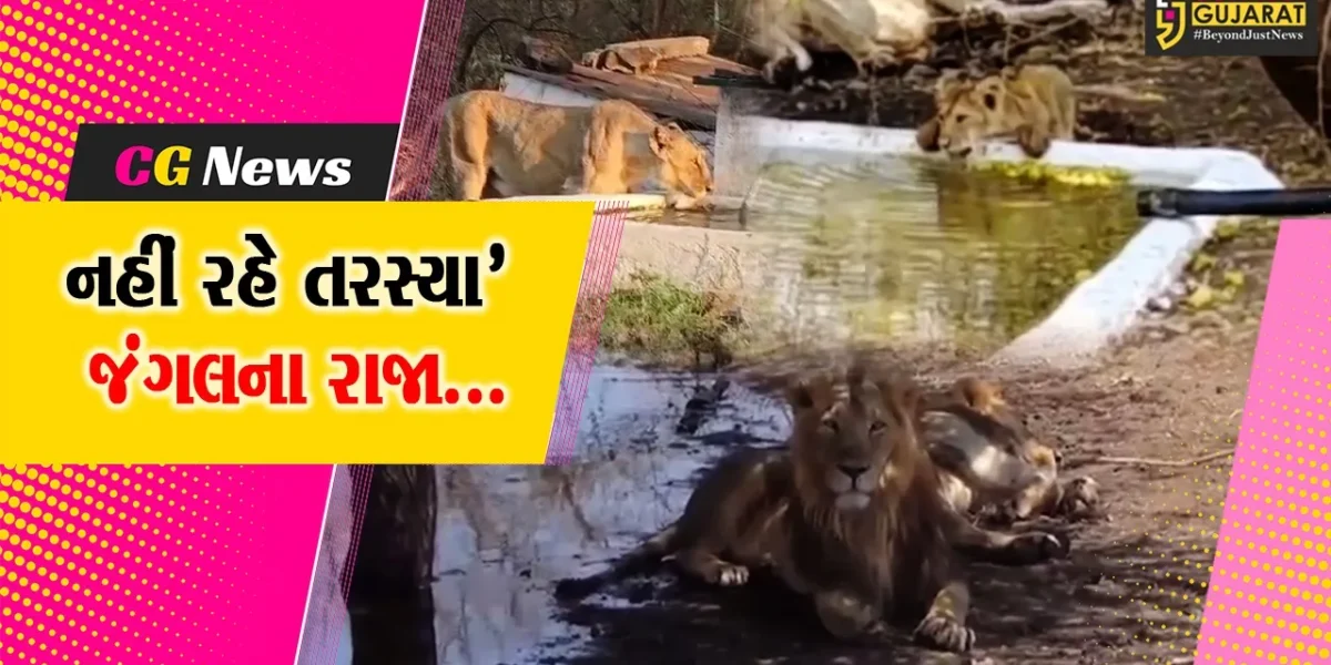 અમરેલી : જંગલ વિસ્તારમાં એશિયાટિક સિંહો સહિત વન્યપ્રાણીઓ માટે વનવિભાગે પાણીના પોઇન્ટ કાર્યરત કર્યા…