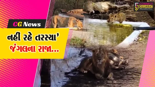 અમરેલી : જંગલ વિસ્તારમાં એશિયાટિક સિંહો સહિત વન્યપ્રાણીઓ માટે વનવિભાગે પાણીના પોઇન્ટ કાર્યરત કર્યા…