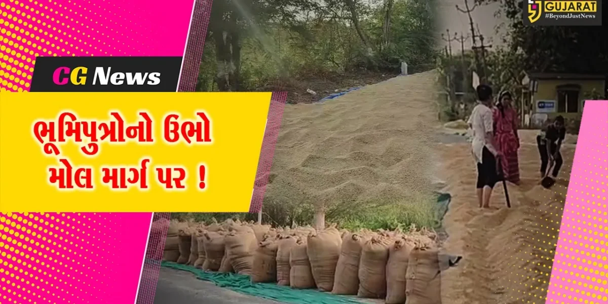 અંકલેશ્વર- હાંસોટ પંથકમાં મુખ્ય માર્ગ પર જાણે સોનુ પથરાયું, ડાંગરનો પાક રોડ પર સૂકવવા ખેડૂતો મજબુર !