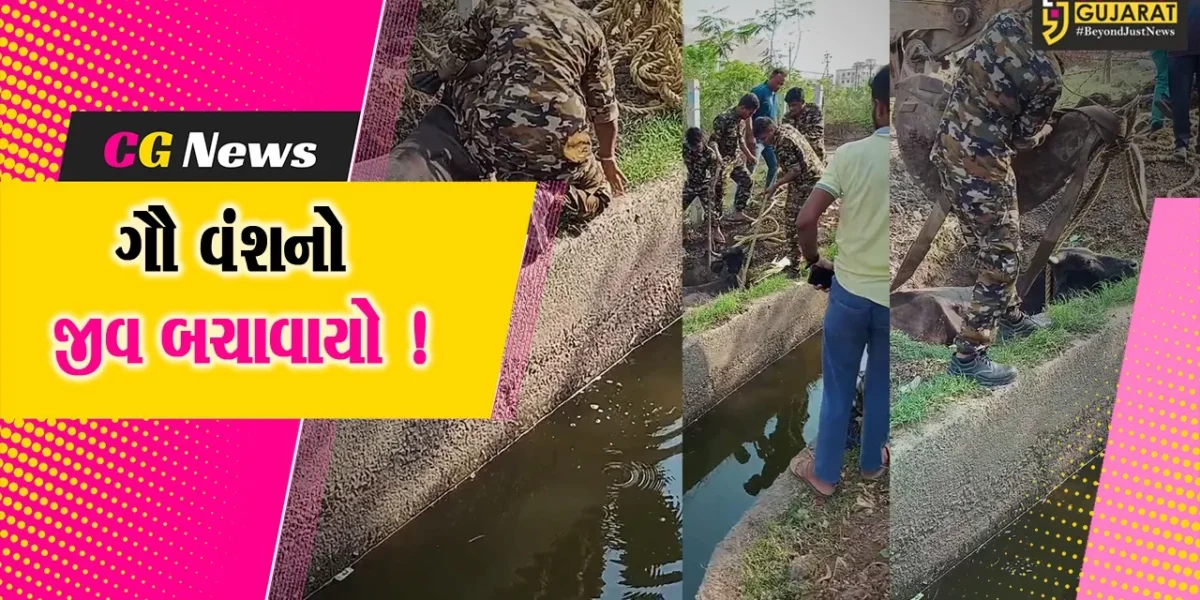 અંકલેશ્વર: પાનોલી GIDCમાં ગૌ વંશ કાંસમાં ખાબકયુ, ફાયર વિભાગે રેસ્ક્યુ ઓપરેશન હાથ ધરી જીવ બચાવ્યો