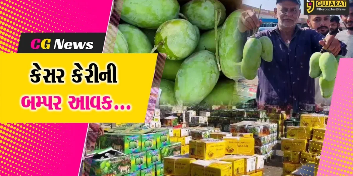 કેસર કેરીથી ઉભરાયું જુનાગઢનું APMC માર્કેટ, એક જ દિવસમાં કેરીના રેકોર્ડ બ્રેક 28 હજાર બોક્સની આવક…