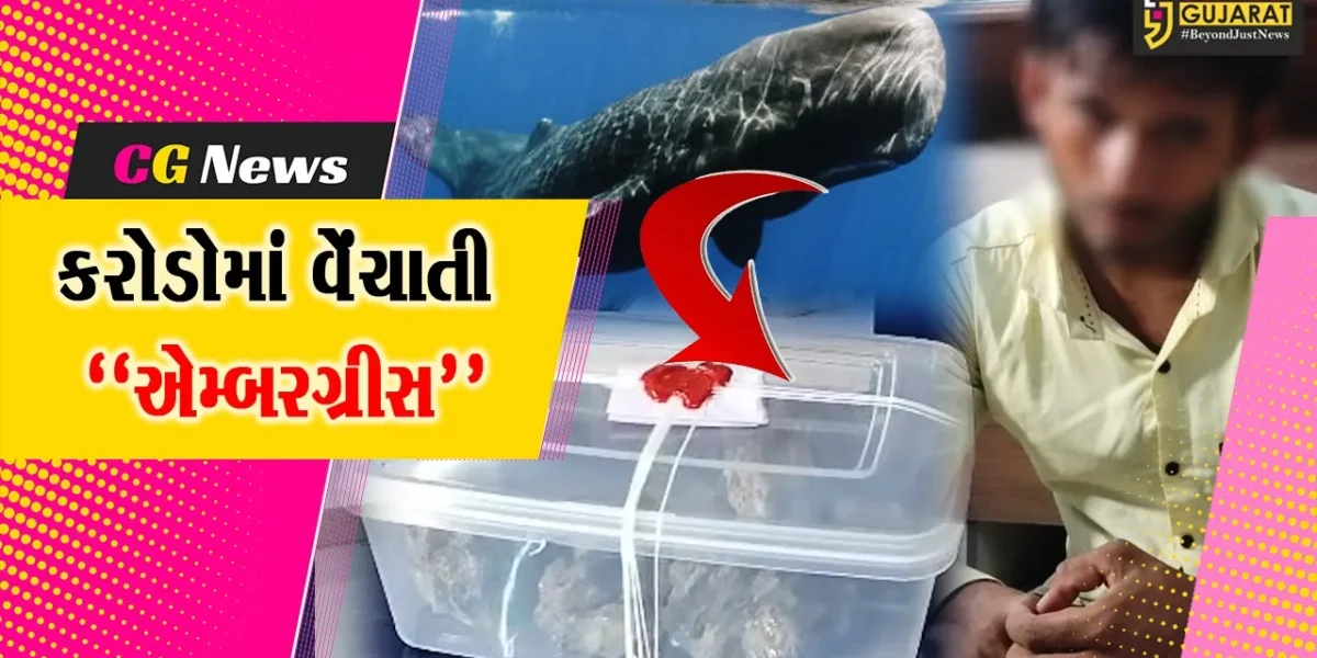 ભાવનગર : એમ્બરગ્રીસના જથ્થા સાથે થડાચ ગામના શખ્સની ધરપકડ, રૂ. 1 કરોડથી વધુનો મુદ્દામાલ જપ્ત