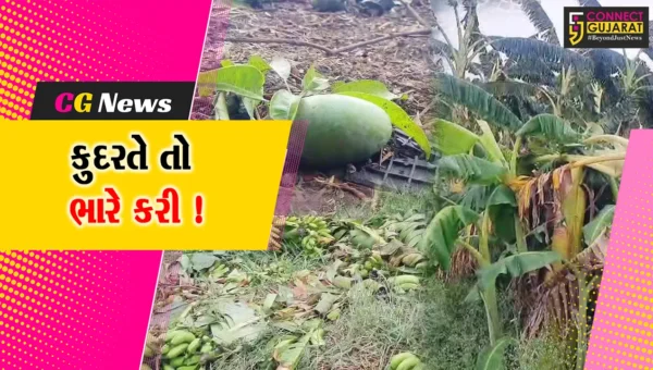 ભરૂચ: ભારે પવનમાં કેળા-કેરીનો પાક જમીનદોસ્ત, ખેડૂતોએ રાતાપાણીએ રોવાનો વારો !