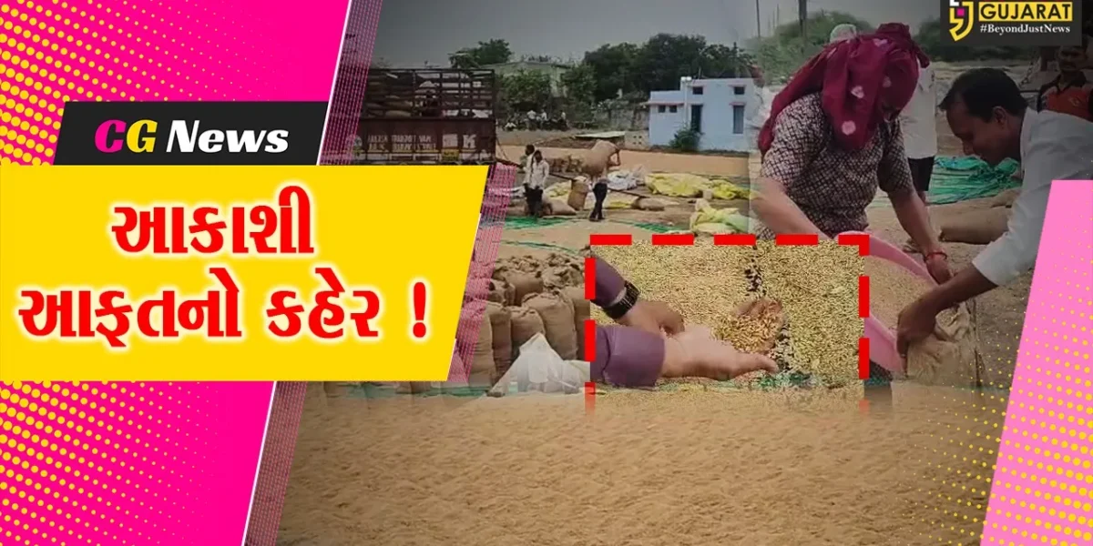 અંકલેશ્વર: ખેતરમાંથી ડાંગરનો પાક બચાવી રસ્તા પર સુક્વ્યો, આજે વરસેલા વરસાદમાં એ પણ પલળી જતા ખેડૂતોની કફોડી હાલત !