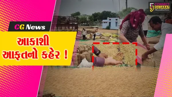 અંકલેશ્વર: ખેતરમાંથી ડાંગરનો પાક બચાવી રસ્તા પર સુક્વ્યો, આજે વરસેલા વરસાદમાં એ પણ પલળી જતા ખેડૂતોની કફોડી હાલત !