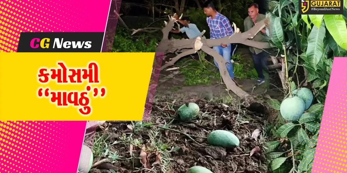 કમોસમી “માવઠું” : રાજ્યભરમાં સતત બીજા દિવસે પણ વરસાદ, ખેતી-પાકોને મોટું નુકસાન…