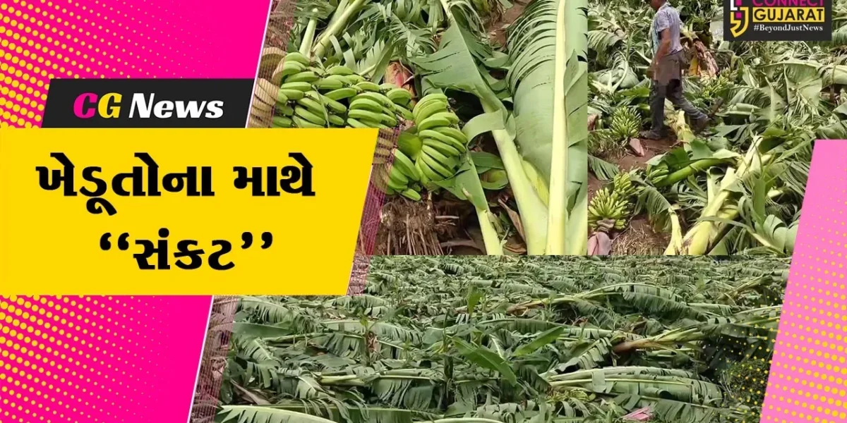 ભરૂચ : ઝઘડીયા તાલુકામાં આવેલા વાવાઝોડાએ તારાજી સર્જી, કેળ સહિતના પાકમાં મોટું નુકશાન…