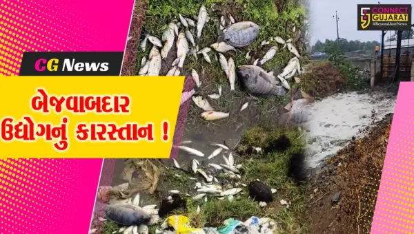 અંકલેશ્વર: અમરાવતી ખાડી રસાયણ યુક્ત પાણીના કારણે અસંખ્ય માછલીના મોત, GPCBએ તપાસ શરૂ કરી