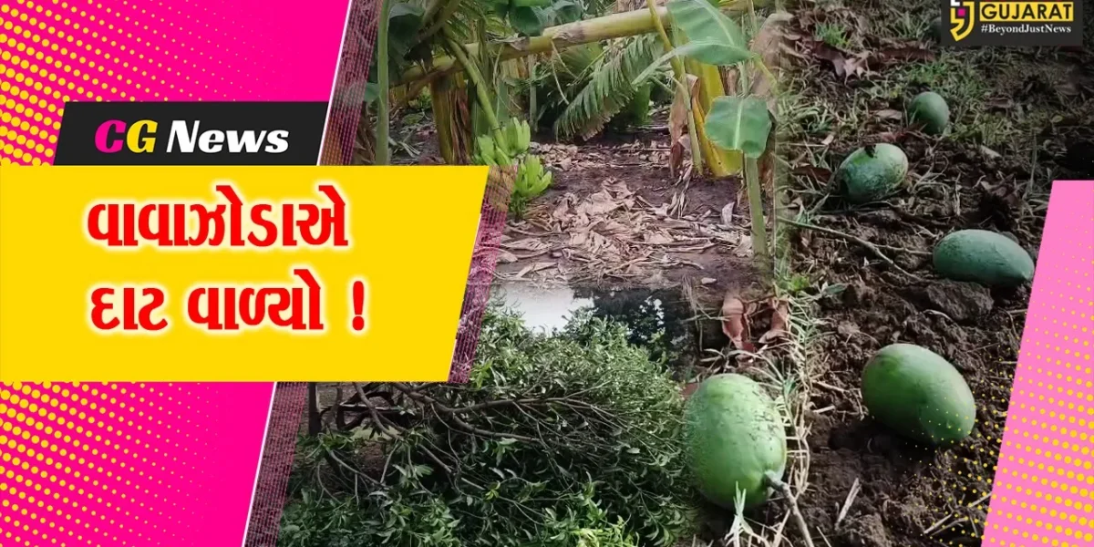 ભરૂચ: મીની વાવાઝોડા અને માવઠાના કારણે 1750 હેકટરમાં ખેતીના ઉભા પાકને નુક્શાનીનો સર્વે, સરકાર દ્વારા સહાયની કરાશે જાહેરાત