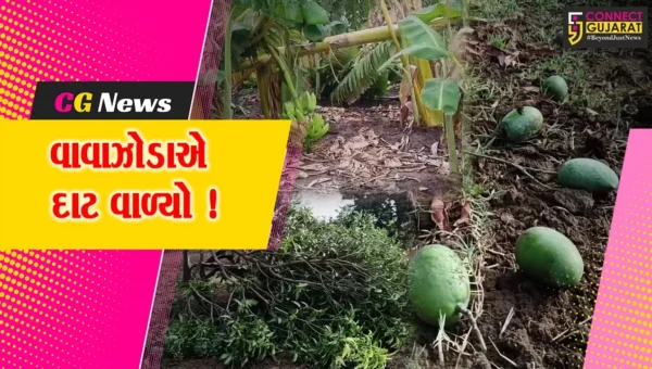 ભરૂચ: મીની વાવાઝોડા અને માવઠાના કારણે 1750 હેકટરમાં ખેતીના ઉભા પાકને નુક્શાનીનો સર્વે, સરકાર દ્વારા સહાયની કરાશે જાહેરાત