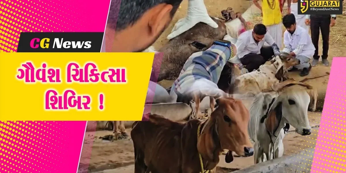ભરૂચ: સાર્થક ફાઉન્ડેશન ચેરીટેબલ ટ્રસ્ટ દ્વારા ગૌવંશ ચિકિત્સા શિબિર યોજાઈ