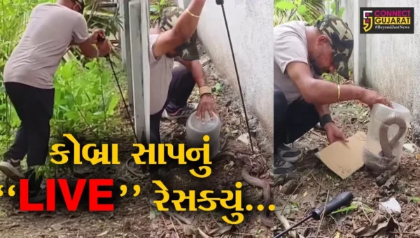ભરૂચ : માતરિયા તળાવ વિસ્તારમાં અત્યંત ઝેરી કોબ્રા સાપ જોવા મળતા લોકોમાં ફફડાટ, જુઓ “LIVE” રેસક્યું…
