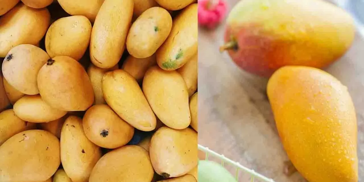 કેરી ખાતા પહેલા તેને કેમ પલાળીને ખાવી જોઈએ.? જાણો કારણ