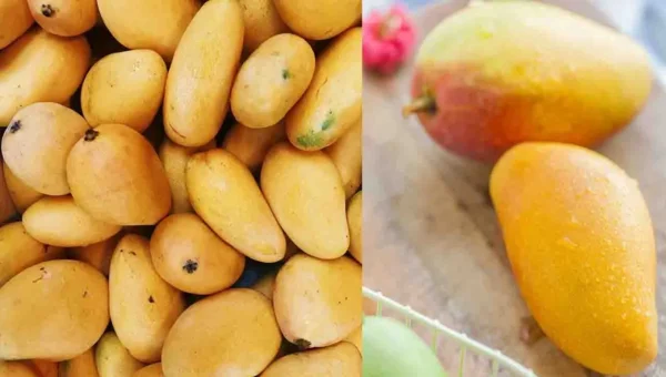 કેરી ખાતા પહેલા તેને કેમ પલાળીને ખાવી જોઈએ.? જાણો કારણ