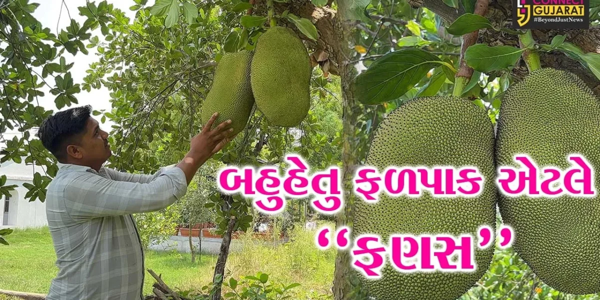 અંકલેશ્વર : કાંસીયા ગામના પ્રગતિશીલ ખેડૂતે કરી બતાવી ફણસની સફળ ખેતી, અન્ય ખેડૂતો માટે બન્યા પ્રેરણારૂપ