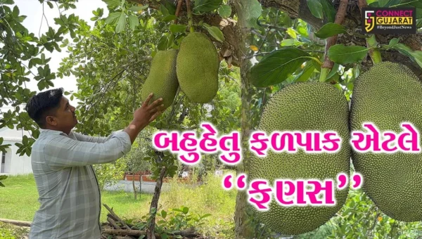 અંકલેશ્વર : કાંસીયા ગામના પ્રગતિશીલ ખેડૂતે કરી બતાવી ફણસની સફળ ખેતી, અન્ય ખેડૂતો માટે બન્યા પ્રેરણારૂપ