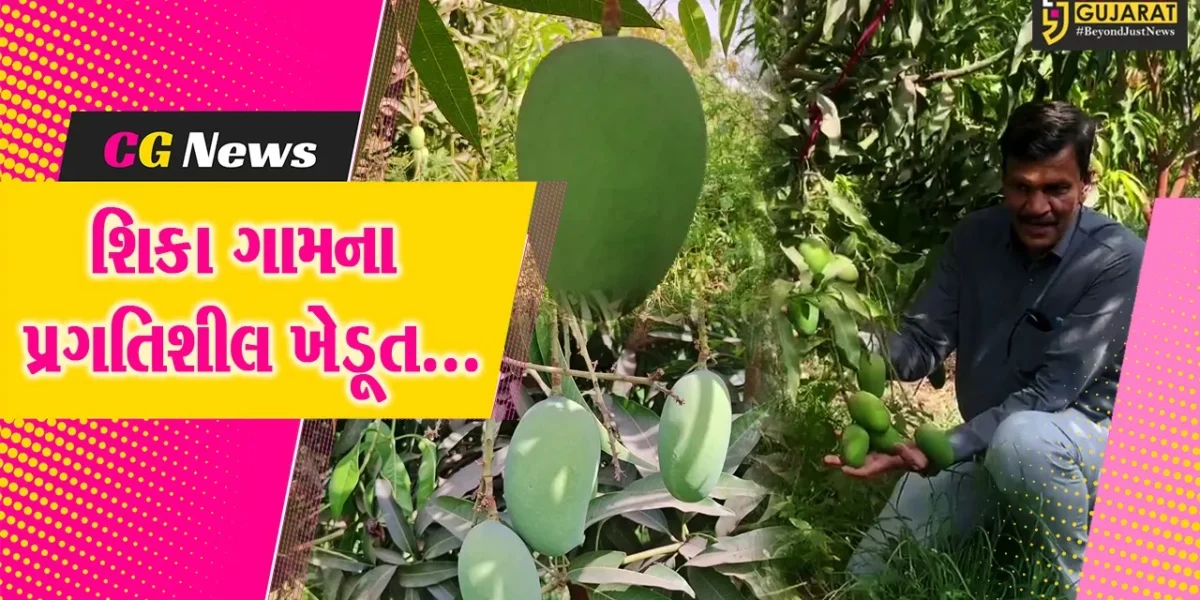 વિશ્વની સૌથી મોટી કેરી “નૂરજહાં” અને સૌથી મોંઘી “જાપાનીઝ” કેરી અરવલ્લીના ખેતરમાં ખીલી ઉઠી, શિક્ષક ખેડૂતની મહેનત રંગ લાવી…