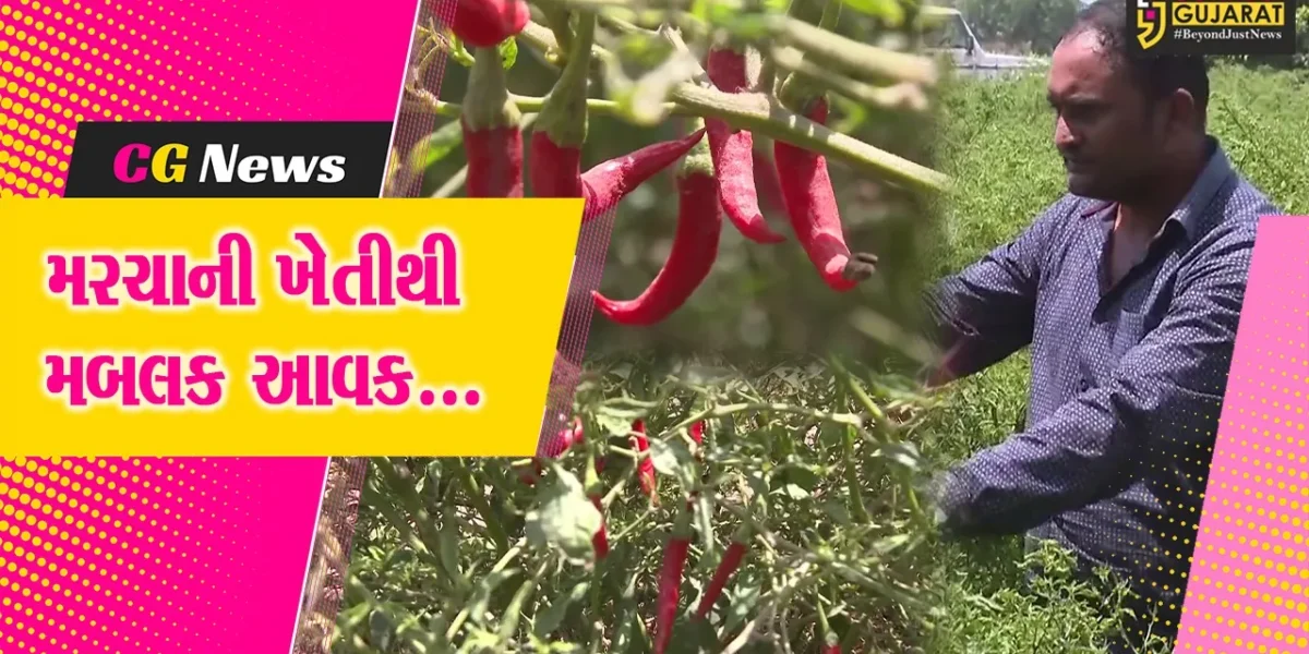 ભરૂચ : ઝઘડીયાના પાણેથા ગામના ખેડૂતે કરી મરચાની ખેતી, રૂ. 5 લાખનો નફો પણ મેળવ્યો…