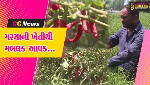 ભરૂચ : ઝઘડીયાના પાણેથા ગામના ખેડૂતે કરી મરચાની ખેતી, રૂ. 5 લાખનો નફો પણ મેળવ્યો…