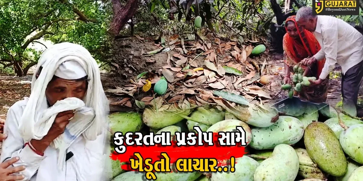 જુનાગઢ : અણધાર્યા વરસાદે ખેડૂતોને બેવડી મુસીબતમાં મુકી દીધા, કુદરતના પ્રકોપ સામે ઇજારેદારોના હૈયે ધગધગતિ દુઃખની ધીમી આગ…