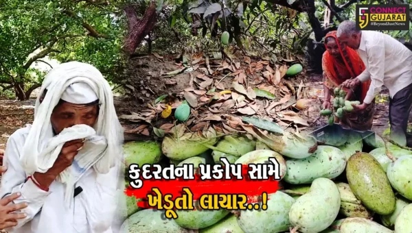 જુનાગઢ : અણધાર્યા વરસાદે ખેડૂતોને બેવડી મુસીબતમાં મુકી દીધા, કુદરતના પ્રકોપ સામે ઇજારેદારોના હૈયે ધગધગતિ દુઃખની ધીમી આગ…