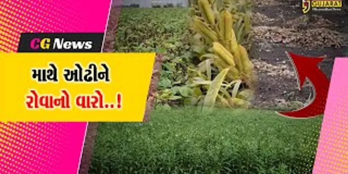 જુનાગઢ : કેશોદ સહિત ગ્રામ્ય વિસ્તારમાં માવઠું આવતા ખેતી-પાકોનું નુકશાન, ખેડૂતોને આવ્યો માથે ઓઢીને રોવાનો વારો…