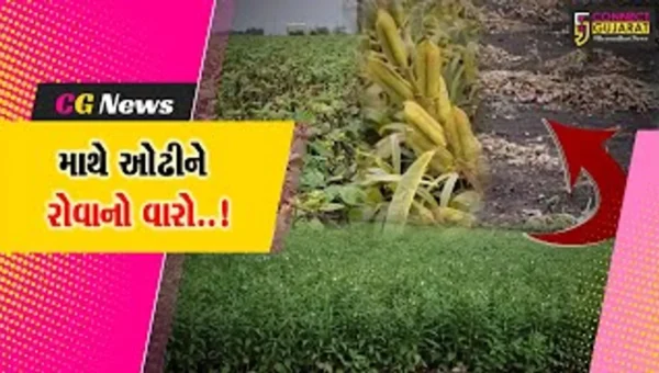 જુનાગઢ : કેશોદ સહિત ગ્રામ્ય વિસ્તારમાં માવઠું આવતા ખેતી-પાકોનું નુકશાન, ખેડૂતોને આવ્યો માથે ઓઢીને રોવાનો વારો…