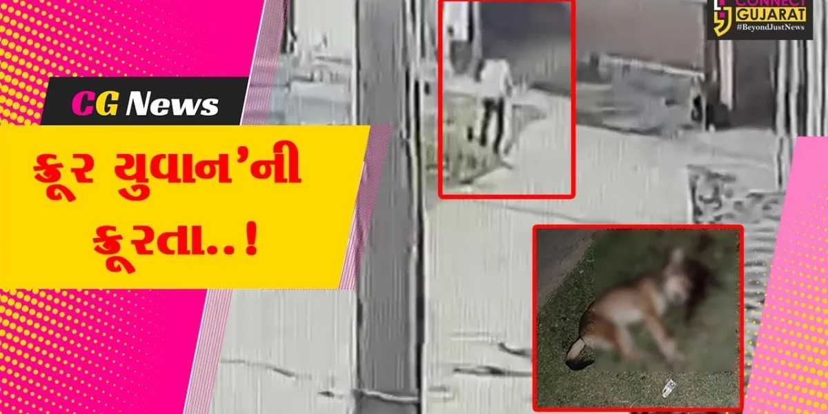 અમરેલી : શ્વાનને ક્રૂરતાપૂર્વક લાકડીના સપાટા મારી મોતને ઘાટ ઉતારતી ઘટના CCTVમાં કેદ, જીવદયા પ્રેમીએ નોંધાવી ફરિયાદ…