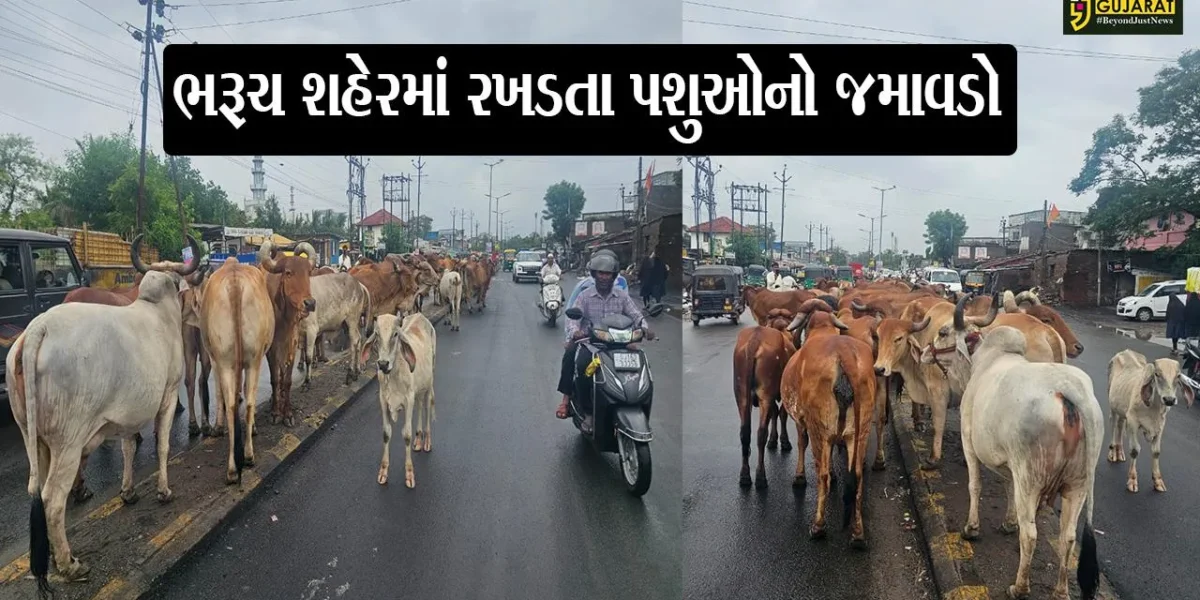 ભરૂચ: પશ્ચિમ વિસ્તારમાં સંતોષી વસાહત નજીક 100 ગાયનો મુખ્યમાર્ગ પર અડિંગો, સ્થાનિકોમાં અકસ્માતનો ભય
